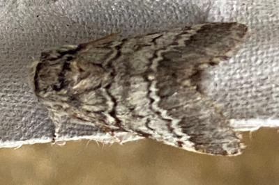 <i>Drymonia ruficornis</i>