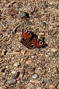 <i>Aglais io</i>