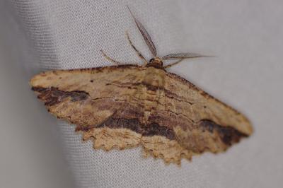 <i>Menophra abruptaria</i>