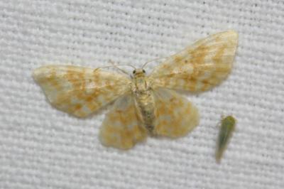 <i>Hydrelia flammeolaria</i>