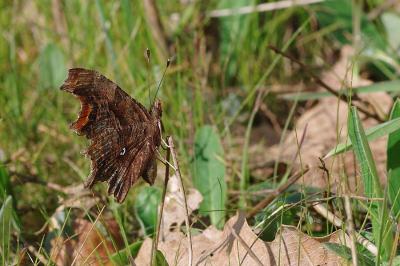 <i>Polygonia c-album</i>