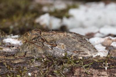 <i>Peridea anceps</i>