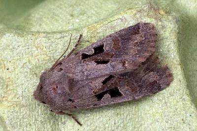<i>Orthosia gothica</i>