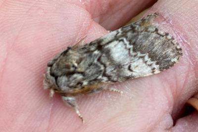<i>Drymonia ruficornis</i>
