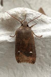 <i>Eupsilia transversa</i>