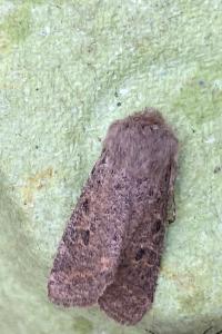 <i>Orthosia cruda</i>