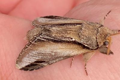 <i>Pheosia tremula</i>