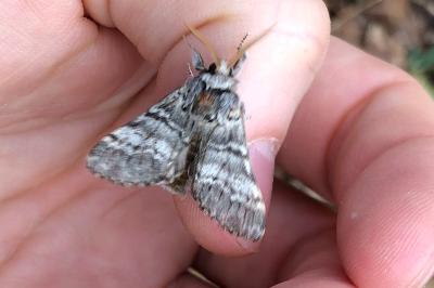 <i>Drymonia ruficornis</i>