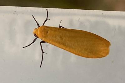 <i>Wittia sororcula</i>