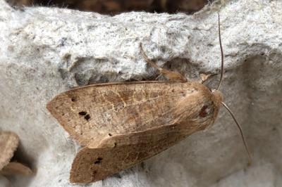 <i>Anorthoa munda</i>