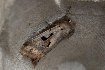 <i>Orthosia gothica</i>