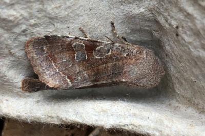 <i>Orthosia incerta</i>
