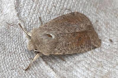 <i>Orthosia cruda</i>