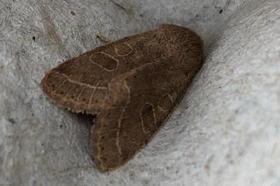 <i>Orthosia cerasi</i>