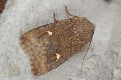 <i>Eupsilia transversa</i>