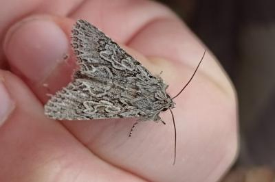 <i>Xylocampa areola</i>