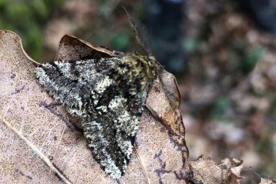 <i>Lycia hirtaria</i>