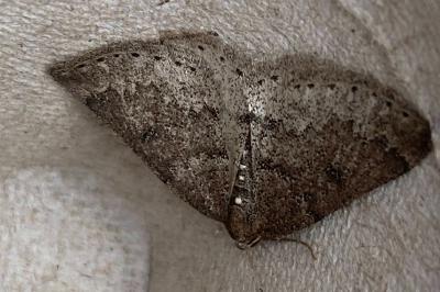 <i>Aleucis distinctata</i>