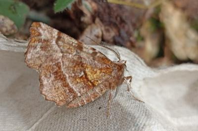 <i>Selenia dentaria</i>