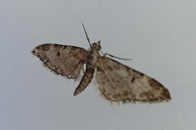 <i>Eupithecia abbreviata</i>