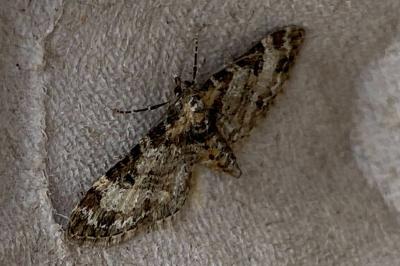 <i>Eupithecia abbreviata</i>