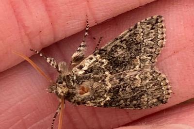<i>Polyploca ridens</i>