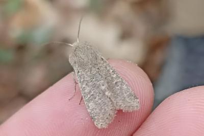 <i>Orthosia cruda</i>