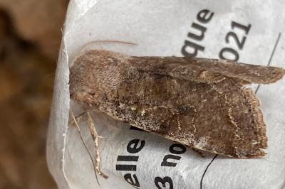 <i>Orthosia incerta</i>
