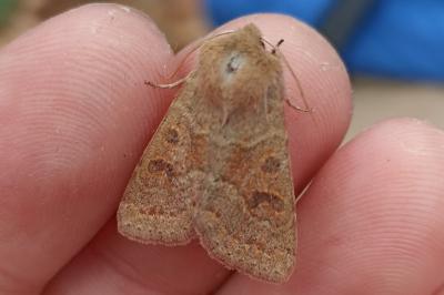 <i>Orthosia miniosa</i>