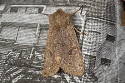 <i>Orthosia cerasi</i>