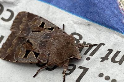 <i>Orthosia gothica</i>
