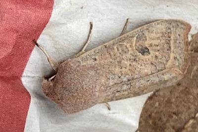 <i>Orthosia gracilis</i>