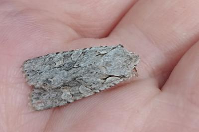 <i>Lithophane ornitopus</i>