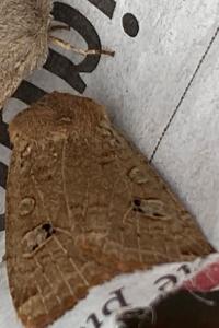 <i>Conistra erythrocephala</i>