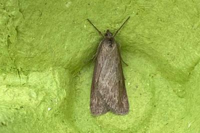 <i>Pachycnemia hippocastanaria</i>