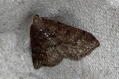 <i>Aleucis distinctata</i>