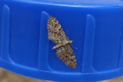 <i>Eupithecia abbreviata</i>
