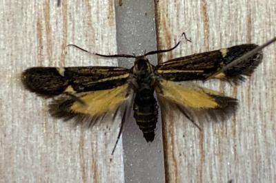 <i>Esperia sulphurella</i>
