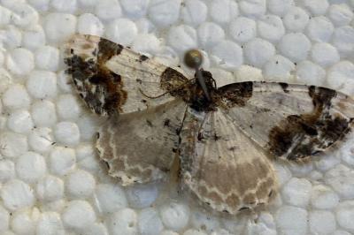 <i>Ligdia adustata</i>