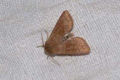 <i>Orthosia miniosa</i>