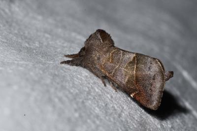 <i>Clostera pigra</i>