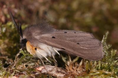 <i>Diaphora mendica</i>