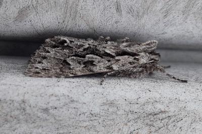 <i>Xylocampa areola</i>