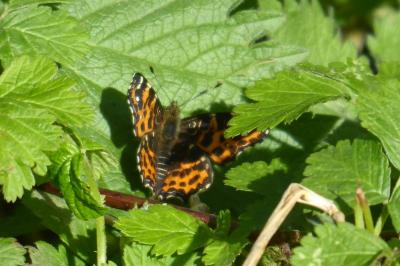 <i>Araschnia levana</i>