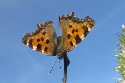 <i>Nymphalis polychloros</i>