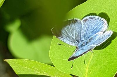 <i>Celastrina argiolus</i>