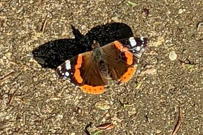 <i>Vanessa atalanta</i>
