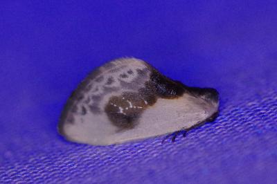 <i>Cilix glaucata</i>