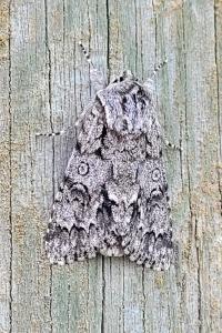 <i>Acronicta auricoma</i>