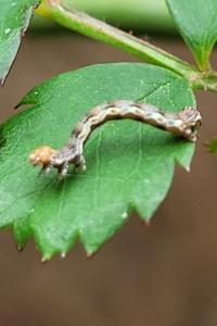 <i>Erannis defoliaria</i>